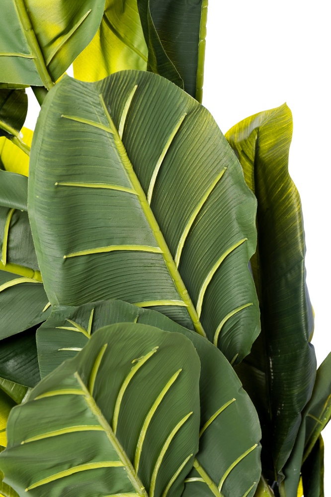 Банановый куст в горшке h180см